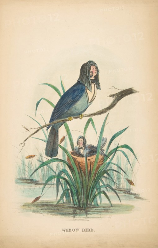Widow Bird, from The Comic Natural History of the Human Race, 1851.