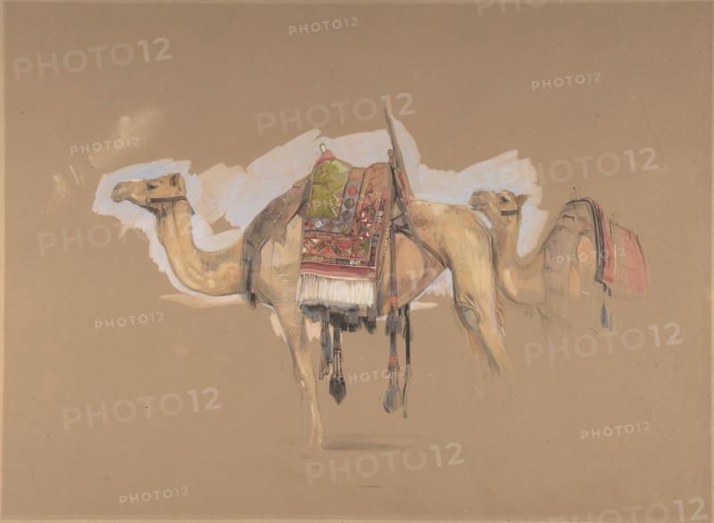 Two Camels, ca. 1843.