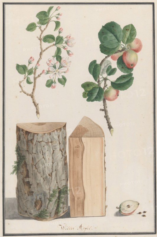Studies of the trunk, blossoms and fruit of a wild apple tree (Malus sylvestris), 1788.