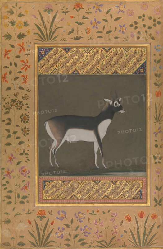 Black Buck, Folio from the Shah Jahan Album, recto: ca. 1615-20; verso: ca. 1530-50.
