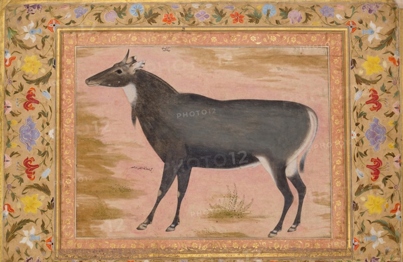 Study of a Nilgai (Blue Bull), Folio from the Shah Jahan Album, verso: ca. 1620; recto ca. 1540.