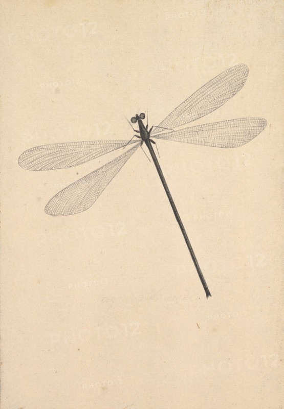 A Dragonfly, early 18th-mid 18th century.