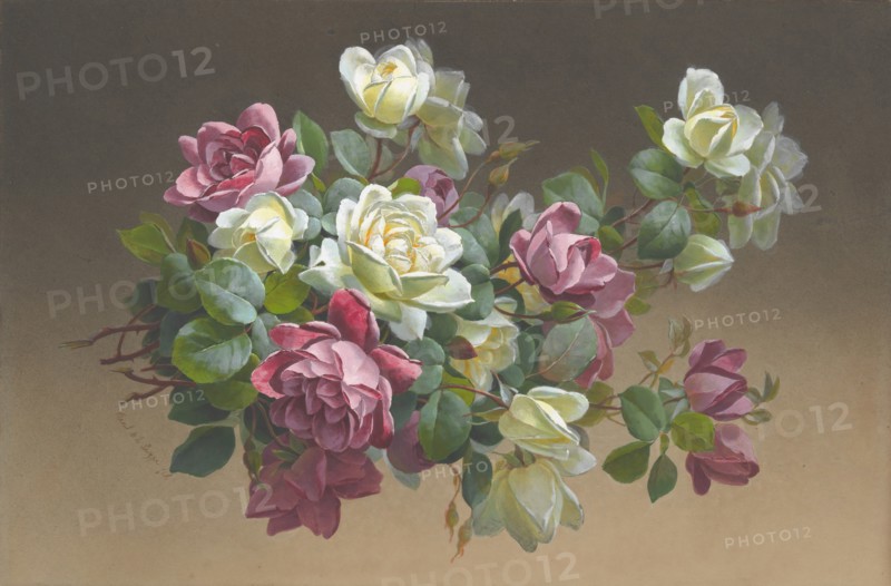 Flowers: Roses, late 19th-early 20th century.
