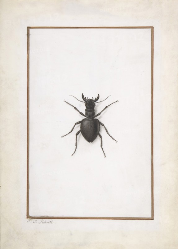 A Stag Beetle, .