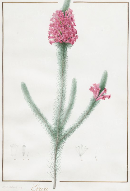 Erica Fulgida, 1813.