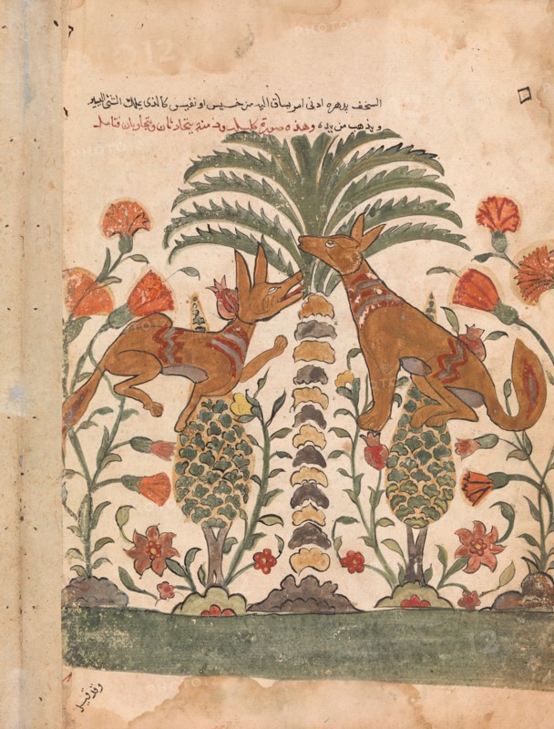 Kalila Upbraiding Dimna, Folio from a Kalila wa Dimna, 18th century.