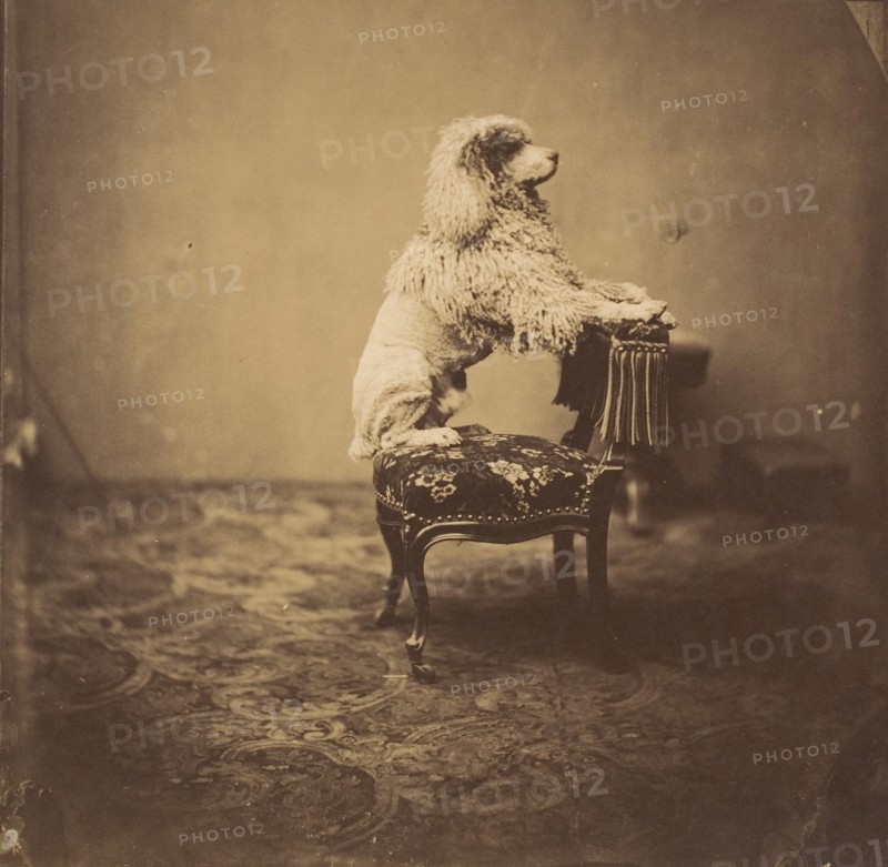 [Empress Eugénie's Poodle], 1850s.