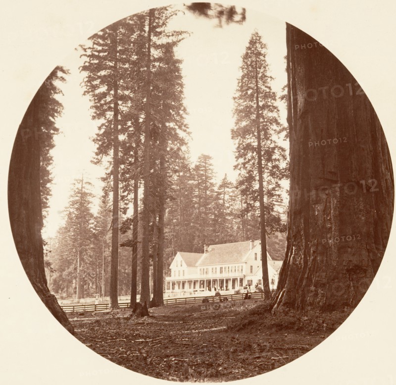 W. C. Bryant - Calaveras Grove, ca. 1878.