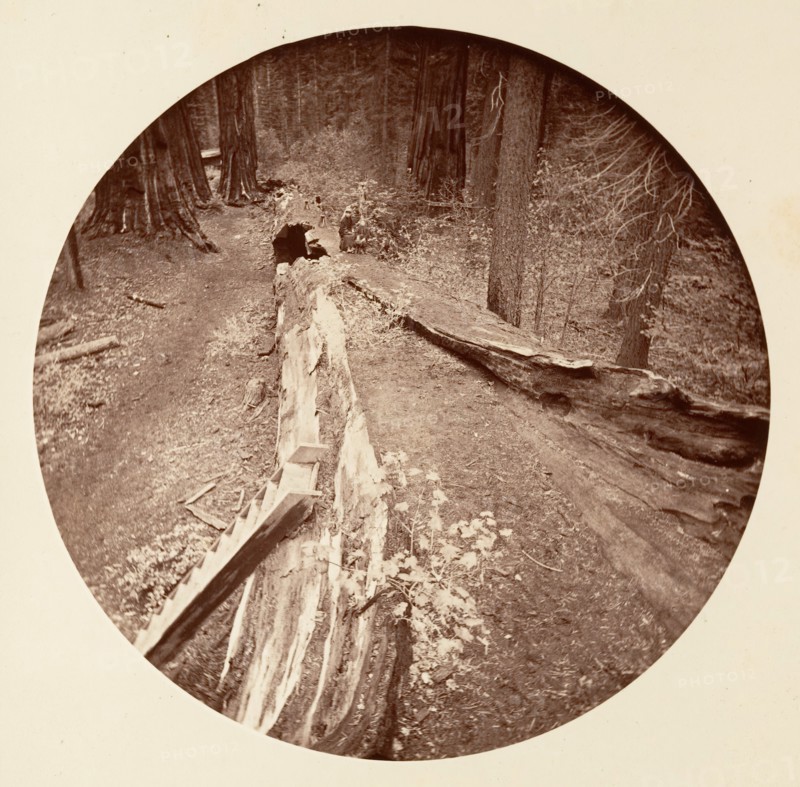 The Father of the Forest 450 Ft Long, C. Grove, ca. 1878.