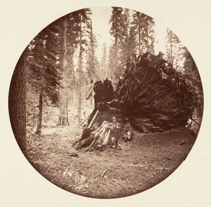 Eagle's Wing - Calaveras Grove, ca. 1878.