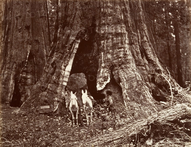 The Tripod, 94 feet circumference, 1865-66, printed ca. 1876.