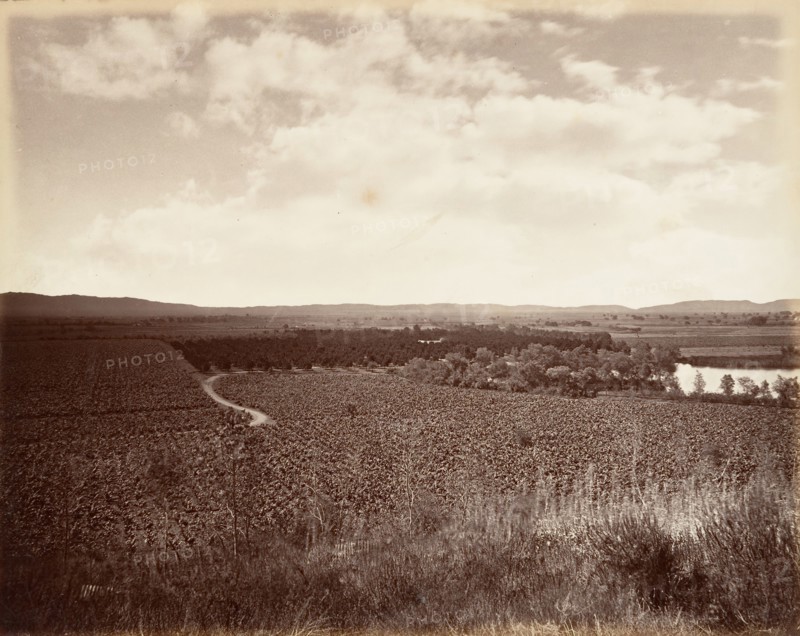 Lake Vineyard and Orange Grove, Los Angeles, 1876, printed ca. 1876.