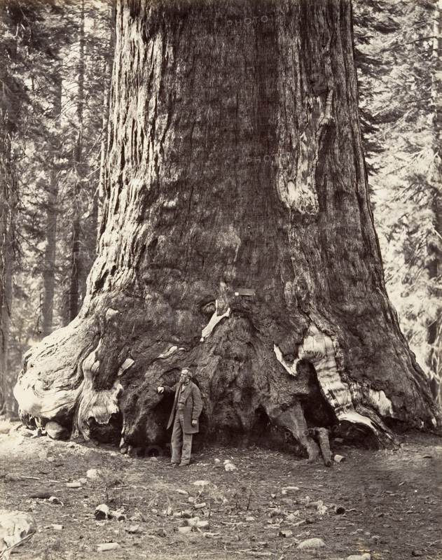 Section of the Grizzly Giant, 101 feet circumference, 1865-66, printed ca. 1876.