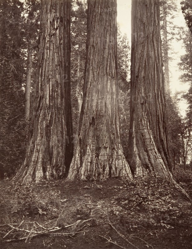 The Three Graces, 272 feet, 1865-66, printed ca. 1876.