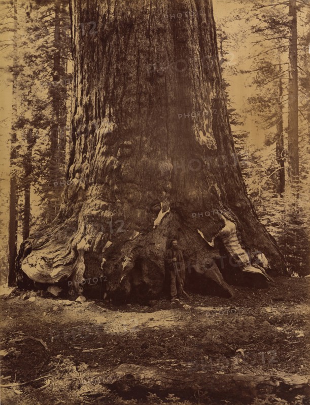 Section of the Grizzly Giant with Galen Clark, Mariposa Grove, Yosemite, 1865-66.