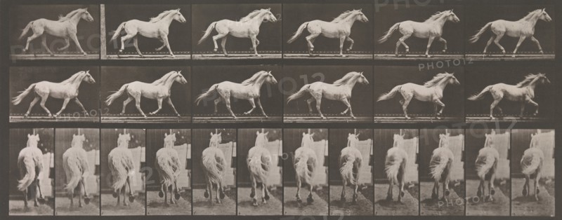 Animal Locomotion. An Electro-Photographic Investigation of Consecutive Phases of Animal Movements. Commenced 1872 - Completed 1885. Volume IX, Horses, 1880s.
