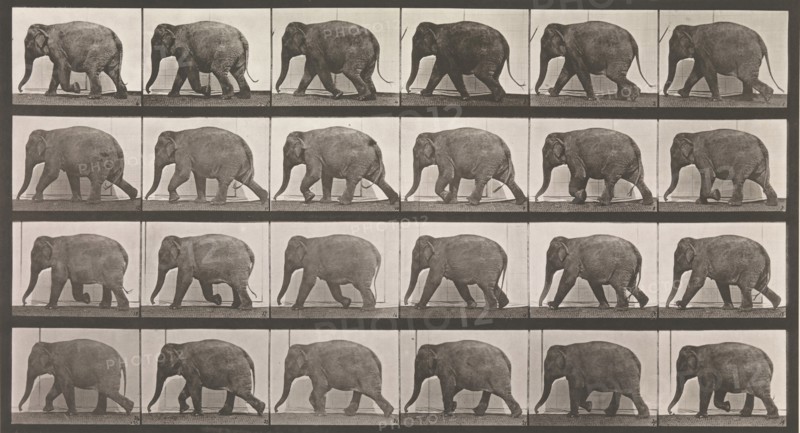 Animal Locomotion. An Electro-Photographic Investigation of Consecutive Phases of Animal Movements. Commenced 1872 - Completed 1885. Volume XI, Wild Animals and Birds, 1880s.