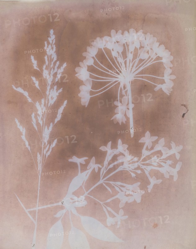1. Aglio. 2. Cestro. 3. Poa., 1839.