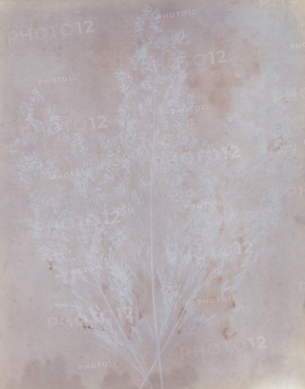 Graminacea, 1839.