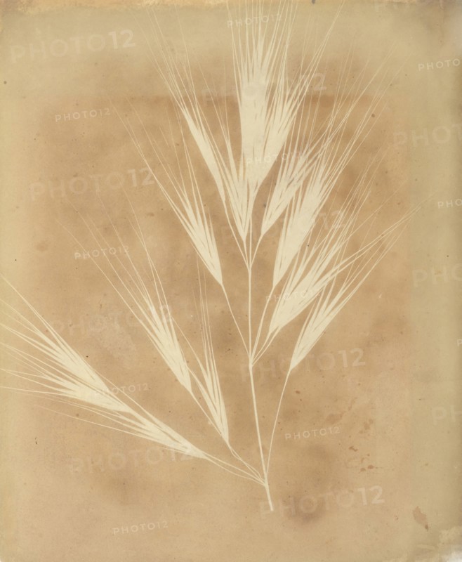 Bromus Maximus, Genoa, 1839.