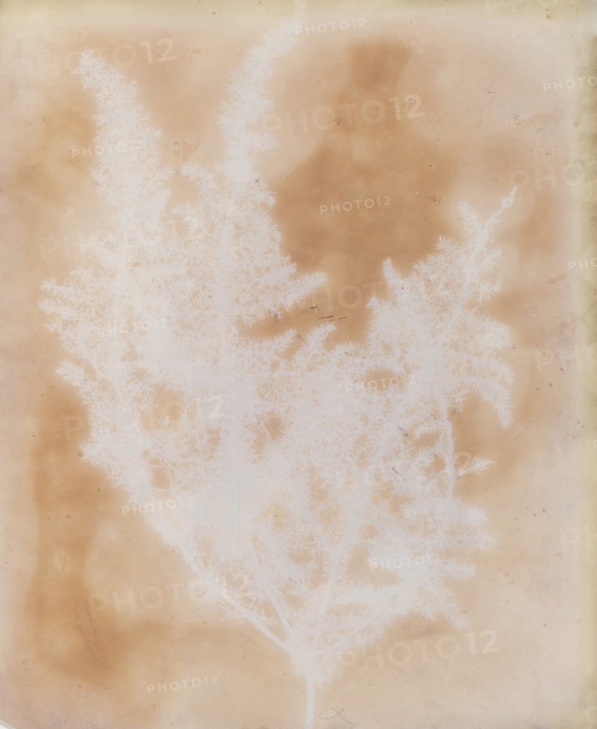 Thapsia Asclepium from Corfu, 1839-40.