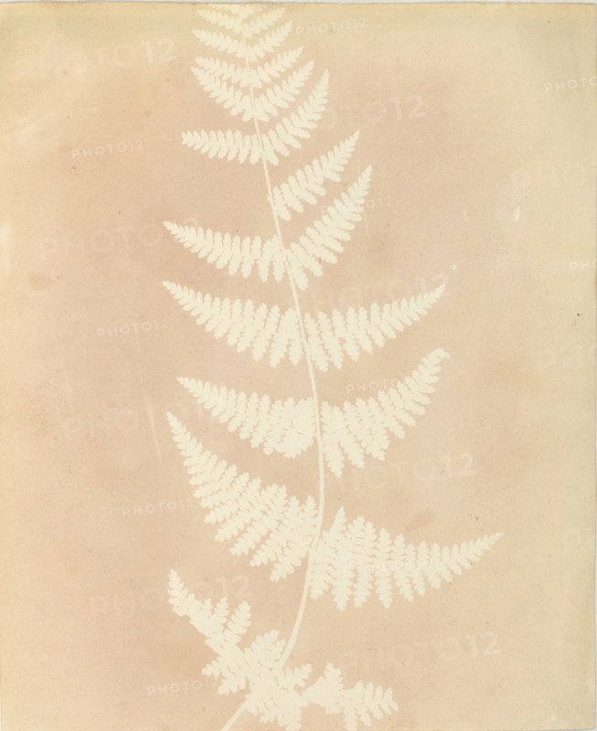 Felce, 1839.