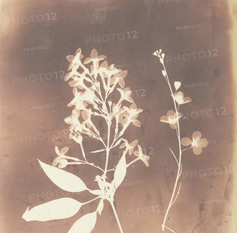 1. Cestrum Parqui. 2. Fiora di una tetradinama., 1839.