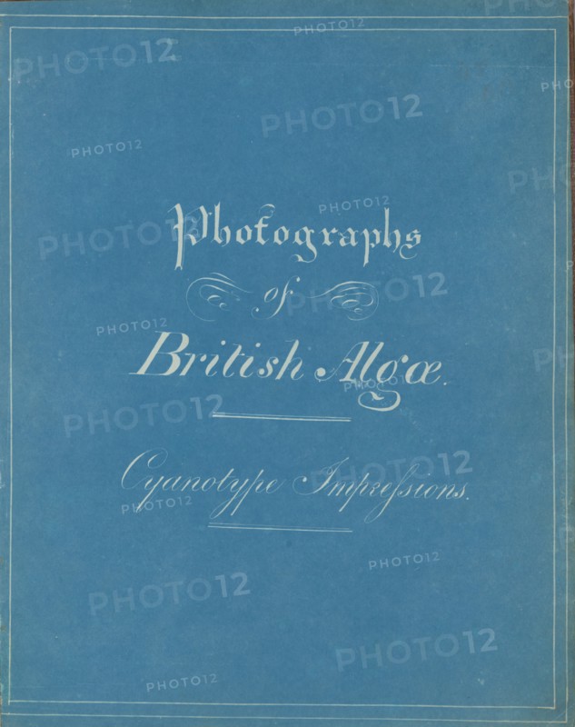 Photographs of British Algae: Cyanotype Impressions, ca. 1853.
