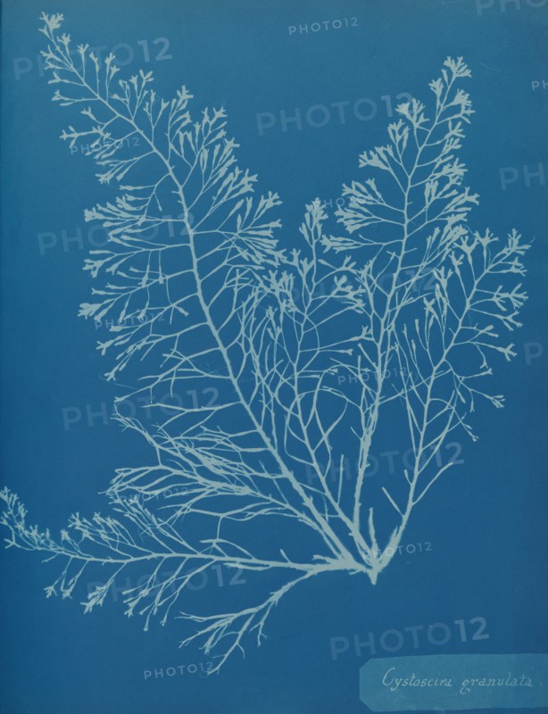 Cystoseira granulata, ca. 1853.