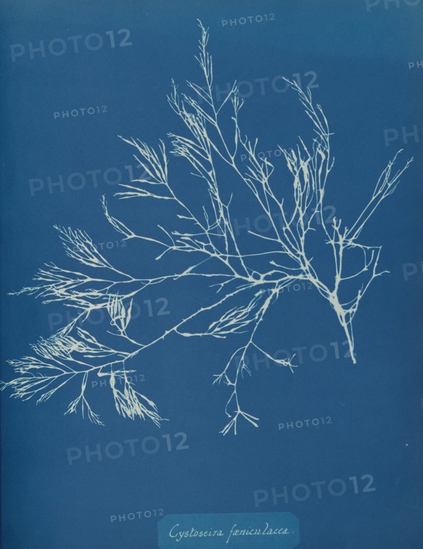 Cystoseira fæniculacea, ca. 1853.