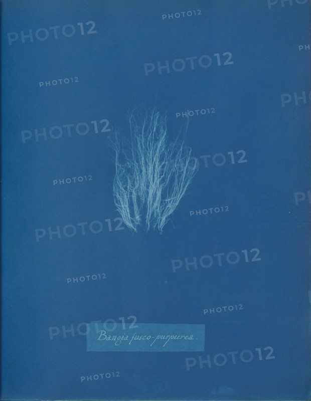 Bangia fusco-purpurea, ca. 1853.