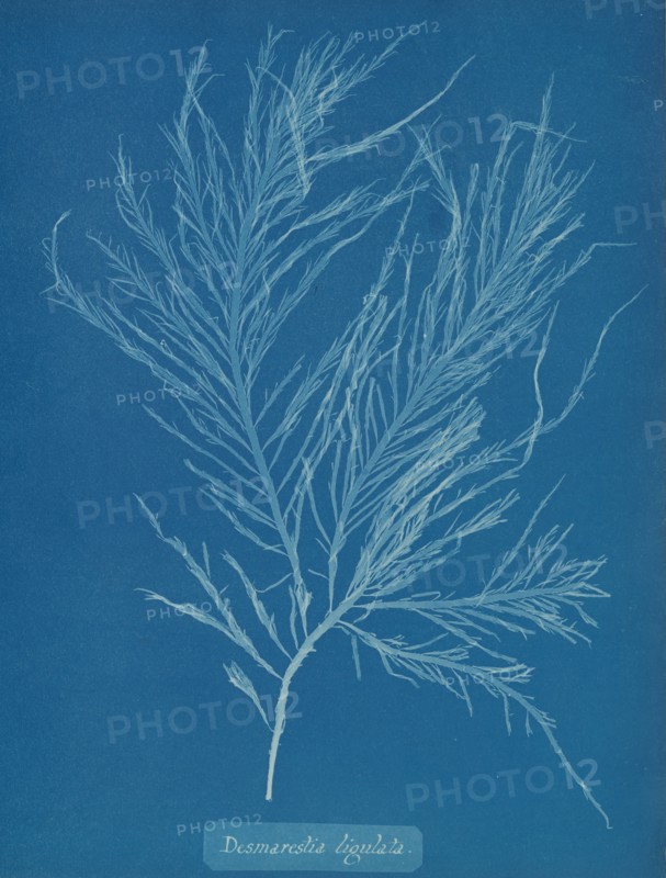Desmarestia liqulata, ca. 1853.