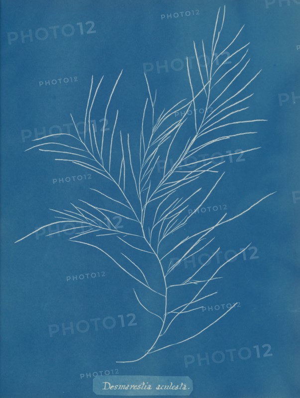 Desmarestia aculeata, ca. 1853.