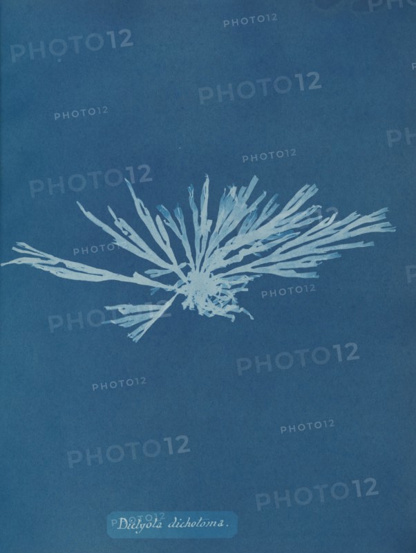 Dictyota dichotoma, ca. 1853.