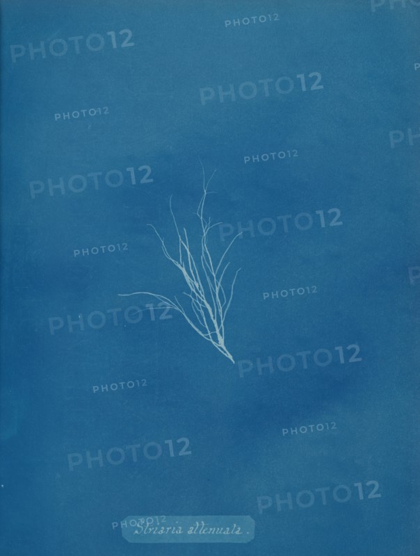Striaria attenuata, ca. 1853.