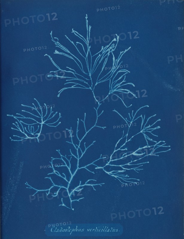 Cladostephus verticillatus, ca. 1853.
