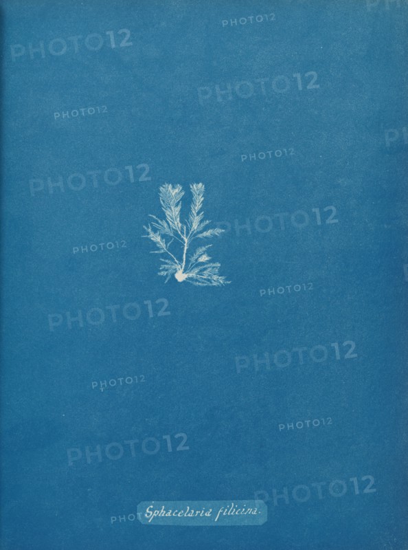 Sphacelaria filicina, ca. 1853.
