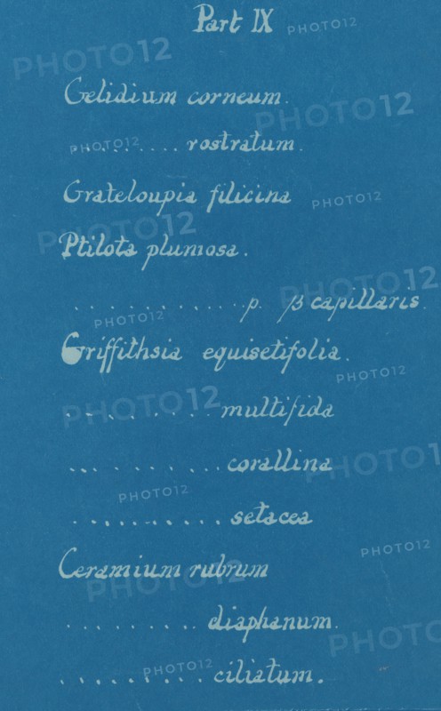 Part IX, from Photographs of British Algae: Cyanotype Impressions, ca. 1853.