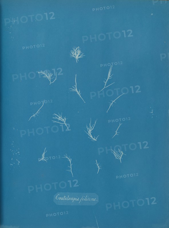 Grateloupia filicina, ca. 1853.