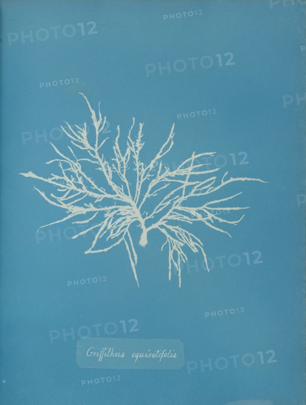 Griffithsia equisetifolia, ca. 1853.