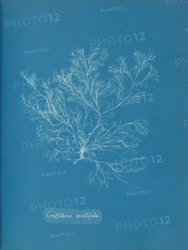 Griffithsia multifida, ca. 1853.
