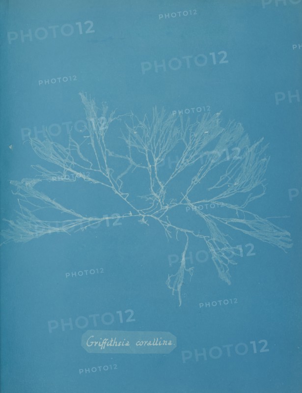Griffithsia corallina, ca. 1853.