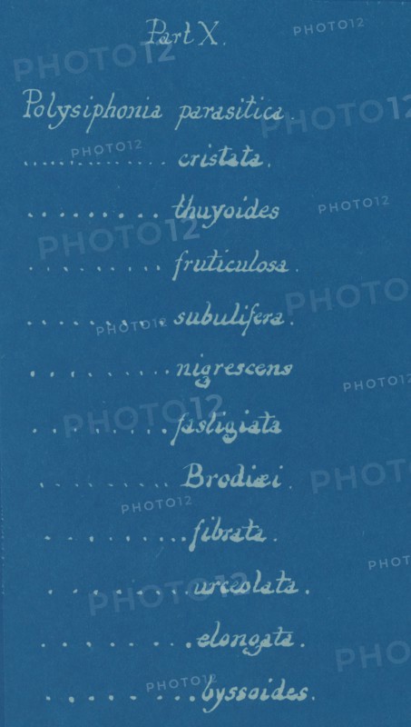 Part X, from Photographs of British Algae: Cyanotype Impressions, ca. 1853.ca. 1853.