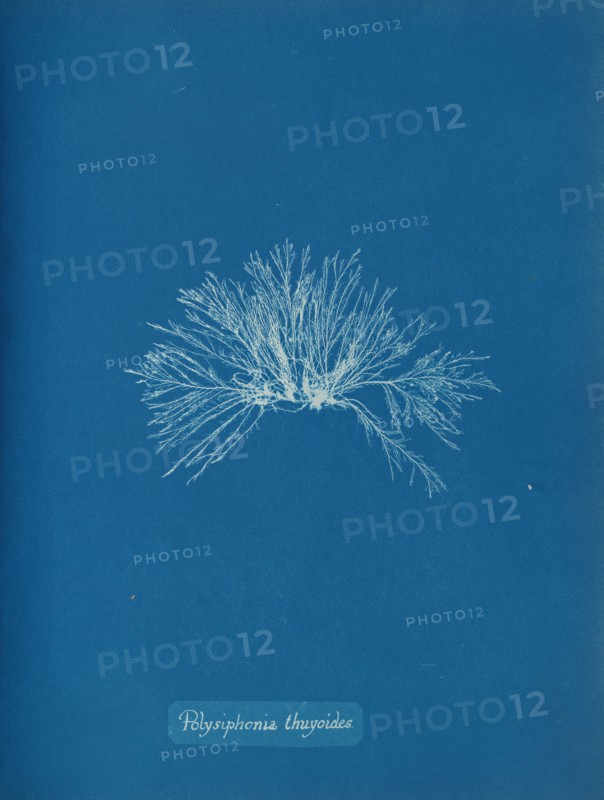 Polysiphonia thuyoides, ca. 1853.