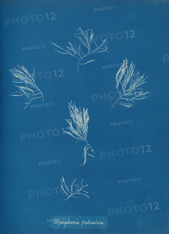 Polysiphonia fruticulosa, ca. 1853.