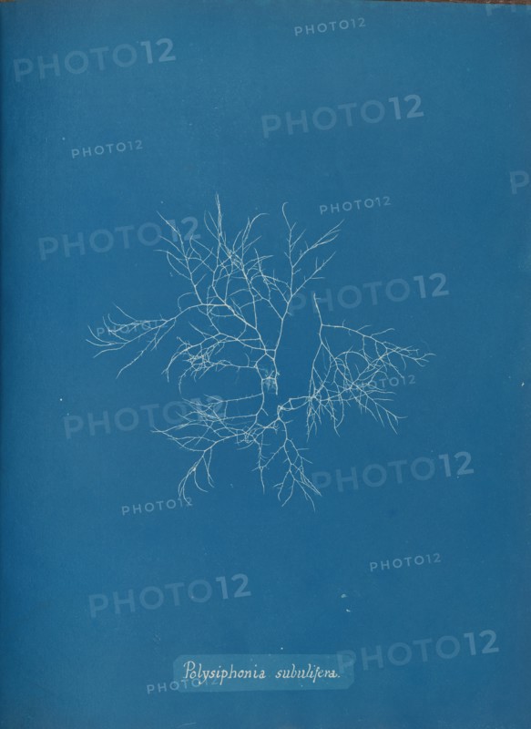 Polysiphonia subulifera, ca. 1853.