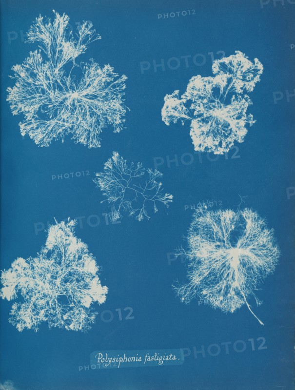 Polysiphonia fastigiata, ca. 1853.