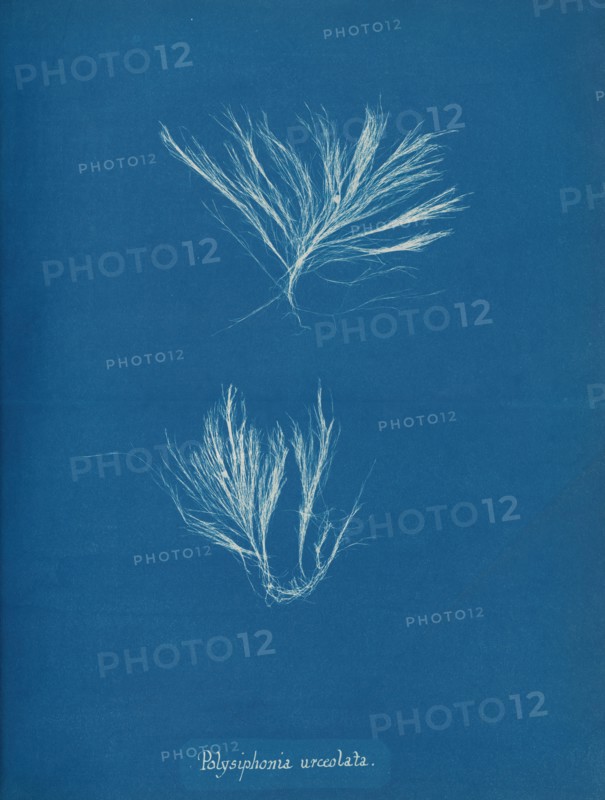 Polysiphonia urceolata, ca. 1853.