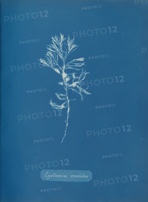 Cystoseira ericoides, ca. 1853.