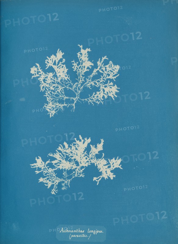 Achnanthes longipes. (parasitic.), ca. 1853.